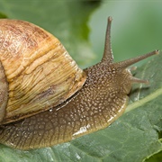 Edible Snail