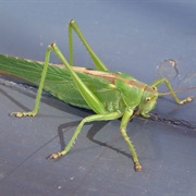 Great Green Bush Cricket