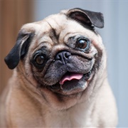 Pug