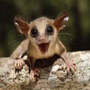 Common Mouse Opossum