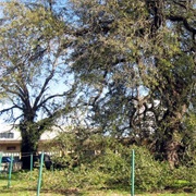 Treaty Oak