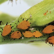 Aphids