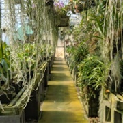 Orchid Trail Greenhouses (Permanently Closed)