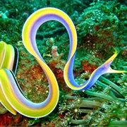 Ribbon Eel