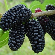 Mulberry