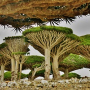 Socotra Dragon Blood Trees, Yemen