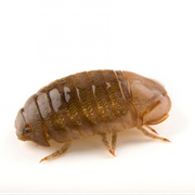 Socorro Isopod