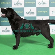 Retriever (Labrador)