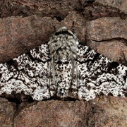 Peppered Moth