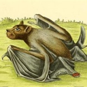 Northern Tube-Nosed Bat