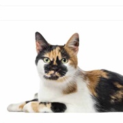 American Polydactyl Cat