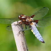 Broad-Bodied Chaser