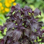 Shiso (Perilla Frutescens Var. Crispa)