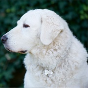 Hungarian Kuvasz