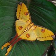 Comet Moth