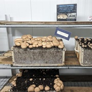 ​The Woodlands at Phillips Mushroom Farms