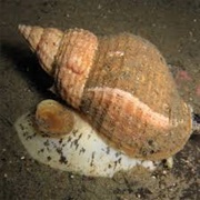 Waved Whelk