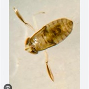 Water Boatmen