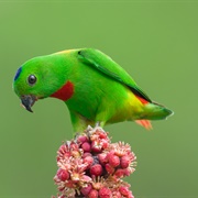 Blue-Crowned Hanging Parrot