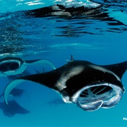 Reef Manta Ray