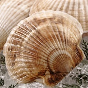 Ballot's Saucer Scallop (Ylistrum Balloti)