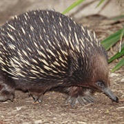 Echidna