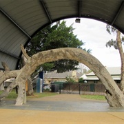 The Old Gum Tree