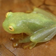 Northern Glass Frog