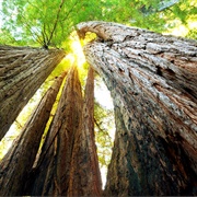 California Redwood