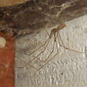 Long-Bodied Cellar Spiders