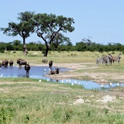 Chobe National Park, Botswana