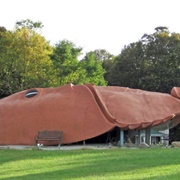 World's Largest Horseshoe Crab