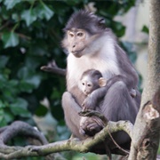 White-Crowned Mangabey