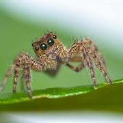 Jumping Spiders