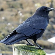 American Crow