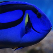 Surgeonfish