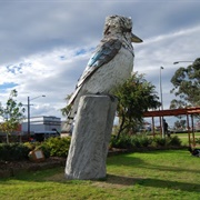 Big Kookaburra