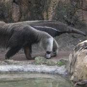 Los Katíos National Park, Colombia