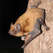 Noctule Bat
