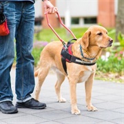 Guide Dog