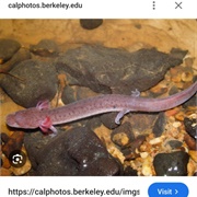 Gyrinophilus Palleucus Necturoides