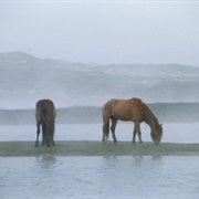 Sable Island