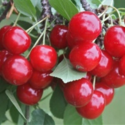 Evans Cherries