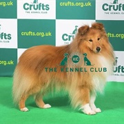 Shetland Sheepdog