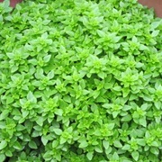 Boxwood Basil