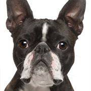 Boston Terrier