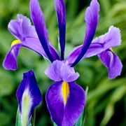 Dutch Iris