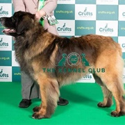Leonberger