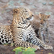 South Luangwa National Park, Zambia