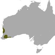 White-Tailed Dunnart